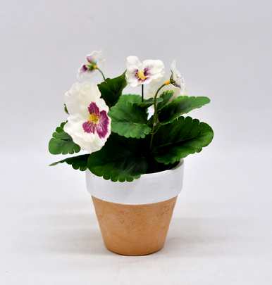 三色堇的花语和传说是什么？