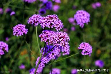 熏衣草的花语是什么，熏衣草的花语象征着什么？