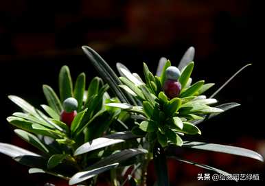 罗汉松品种最好，罗汉松品种价值高