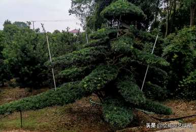 罗汉松品种最好，罗汉松品种价值高