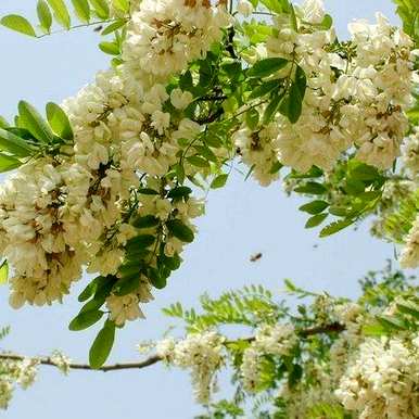槐树什么时候开花，槐树不开花怎么回事？