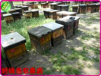 槐树什么时候开花，槐树不开花怎么回事？
