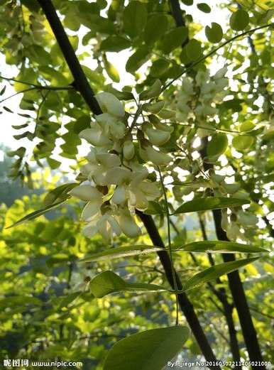 槐树什么时候开花，槐树不开花怎么回事？