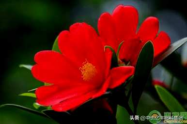 茶花盆栽好还是地栽好，盆栽茶花怎么养家养法？