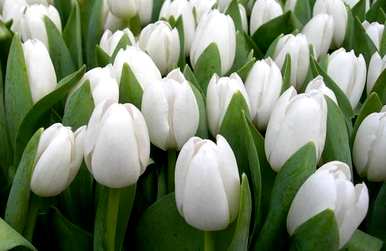 什么是白色郁金香花语，什么是郁金香玫瑰语？