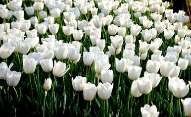 什么是白色郁金香花语，什么是郁金香玫瑰语？