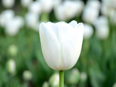 什么是白色郁金香花语，什么是郁金香玫瑰语？