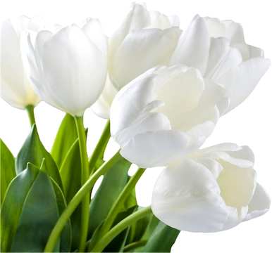 什么是白色郁金香花语，什么是郁金香玫瑰语？