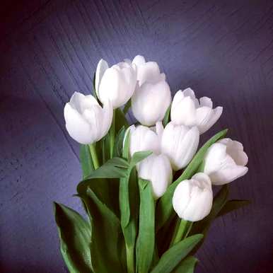 什么是白色郁金香花语，什么是郁金香玫瑰语？