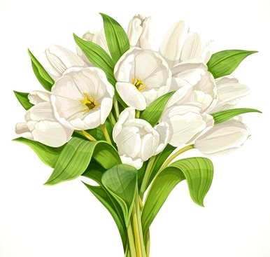 什么是白色郁金香花语，什么是郁金香玫瑰语？