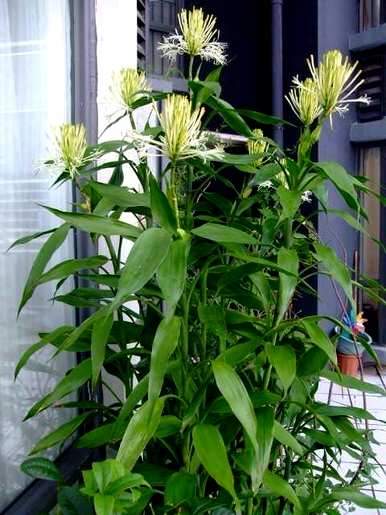 如何种植富贵竹视频，如何种植富贵竹