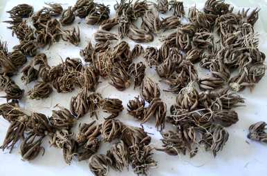 一年开几次花，一年开几次花。