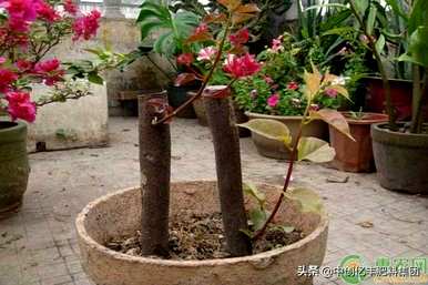 三角梅的繁殖方法及时间季节，三角梅的扦插繁殖方法