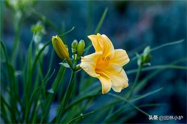 忘忧草是黄花菜吗？忘忧草是什么样子的？