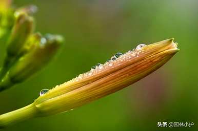 忘忧草是黄花菜吗？忘忧草是什么样子的？