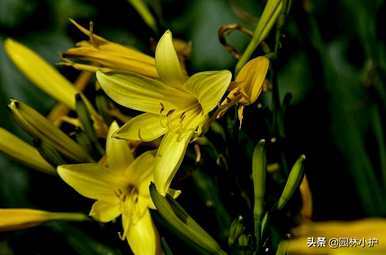 忘忧草是黄花菜吗？忘忧草是什么样子的？