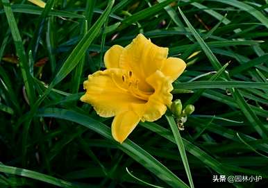 忘忧草是黄花菜吗？忘忧草是什么样子的？