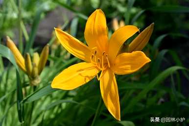 忘忧草是黄花菜吗？忘忧草是什么样子的？
