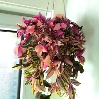 吊兰品种有哪些，金鱼吊兰品种有哪些？