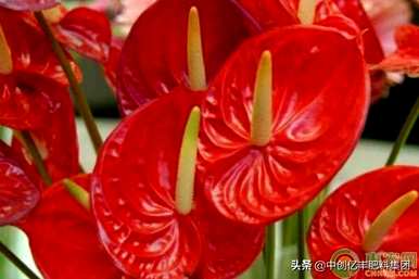 火鹤怎么养才能更旺盛，怎么养火鹤用什么肥料？