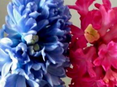 风信子水培开花结果多久，风信子水培开花多久？