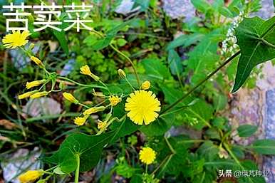 菊苣和蒲公英有什么区别，菊苣和蒲公英有什么区别？