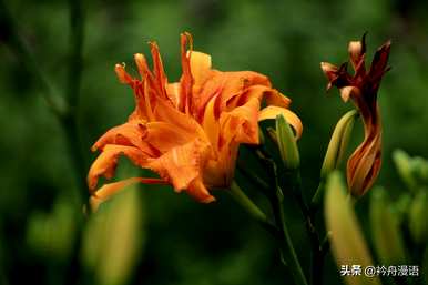萱草的寓意是什么？国画萱草花的名字好吗？