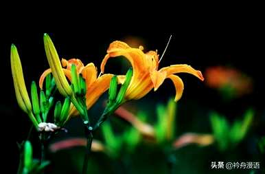萱草的寓意是什么？国画萱草花的名字好吗？