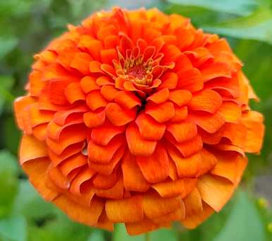 百日菊的花语是什么意思，百日菊的花语是什么？
