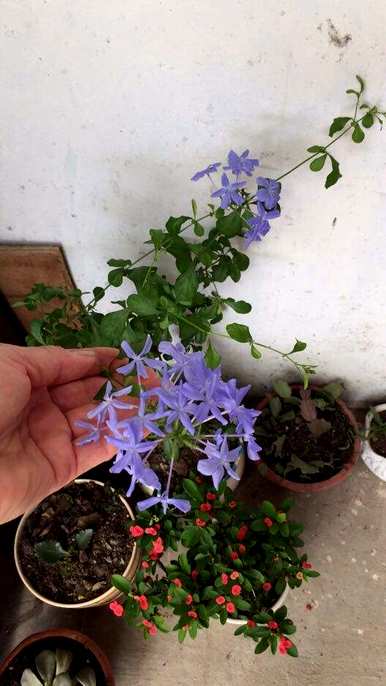 蓝花有哪些花种，蓝花有哪些花种？