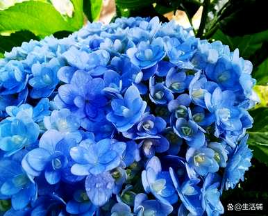 绣球花的种植方法是什么，如何种植绣球花视频教程