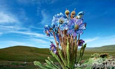 什么是植物，什么是植物？