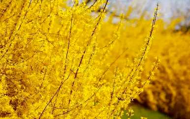 黄花有什么花？公园里的黄花是什么？