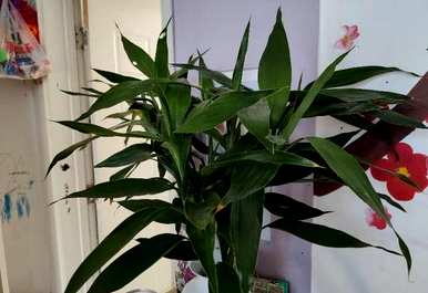 土培富贵竹怎样才能养得更旺盛，土培富贵竹怎样养得更好？