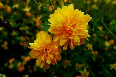 黄花有什么花？公园里的黄花是什么？