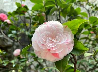 冬天有几种花，冬天有哪些花可以开？