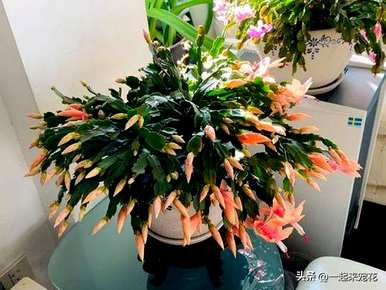 冬天花期长的花有哪些，冬天花有哪些？