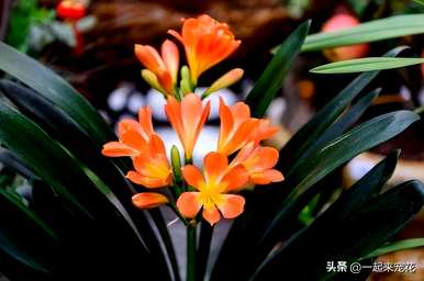 冬天花期长的花有哪些，冬天花有哪些？