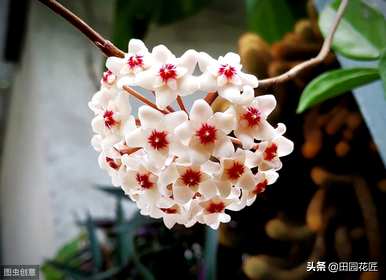 球兰红巴顿开花图，球兰什么季节开花？