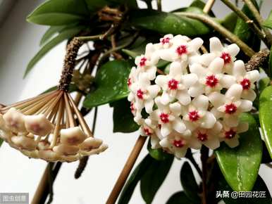 球兰红巴顿开花图，球兰什么季节开花？