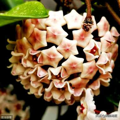 球兰红巴顿开花图，球兰什么季节开花？
