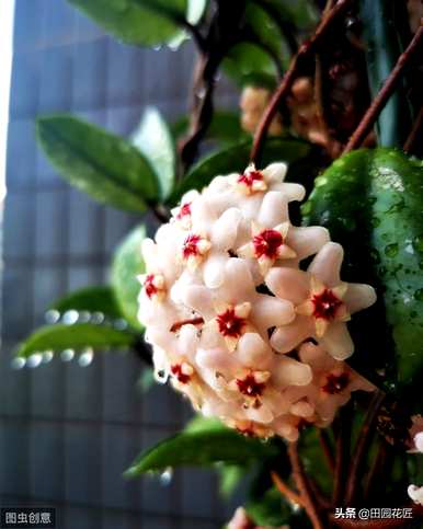 球兰红巴顿开花图，球兰什么季节开花？