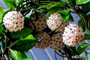 球兰红巴顿开花图，球兰什么季节开花？