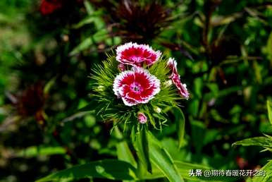 什么是石竹花的花语和寓意，石竹花的花语功效特征诗词
