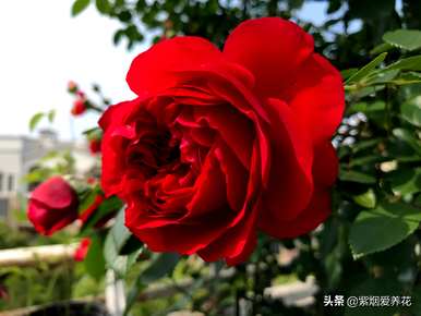 什么品种的藤本玫瑰红最好，哪个品种的藤本玫瑰红最好？