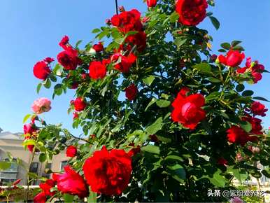 什么品种的藤本玫瑰红最好，哪个品种的藤本玫瑰红最好？