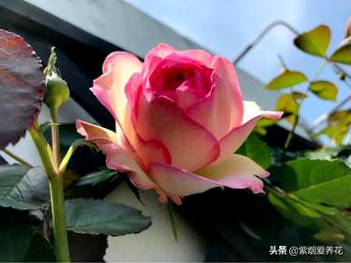 什么品种的藤本玫瑰红最好，哪个品种的藤本玫瑰红最好？