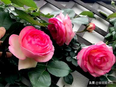 什么品种的藤本玫瑰红最好，哪个品种的藤本玫瑰红最好？