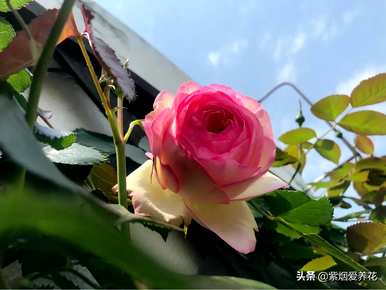 什么品种的藤本玫瑰红最好，哪个品种的藤本玫瑰红最好？
