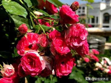 什么品种的藤本玫瑰红最好，哪个品种的藤本玫瑰红最好？
